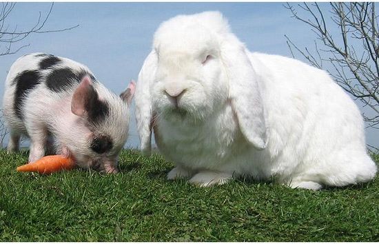 11. Un cochon nain à côté d'un lapin géant