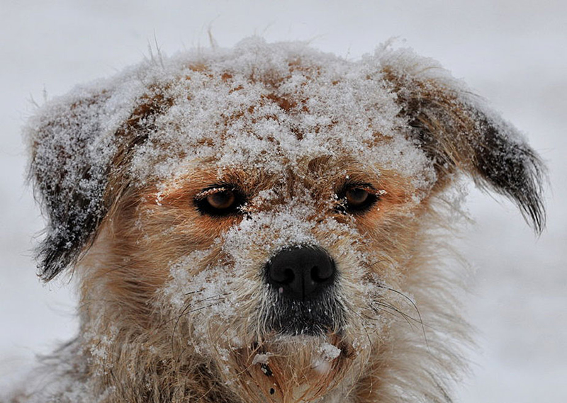 Un chien vagabond sous la neige dans un parc. 