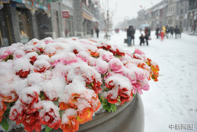 La neige tombe sur les fleurs de décoration.