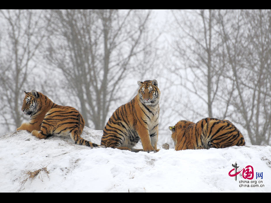 L Ann E Du Tigre Les Tigres De Mandchourie