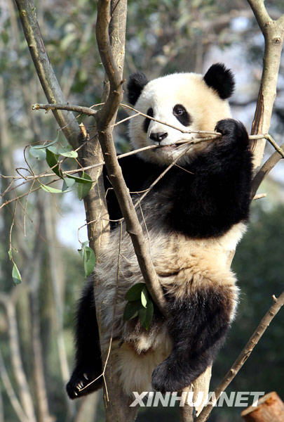 Un panda s'amuse sur un arbre dans la zone d'exposition extérieure. 
