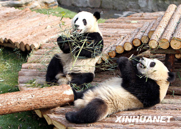 Deux pandas s'amusent dans la zone d'exposition extérieure.