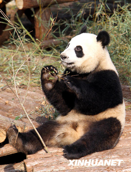 Un panda s'amuse dans la zone d'exposition extérieure.