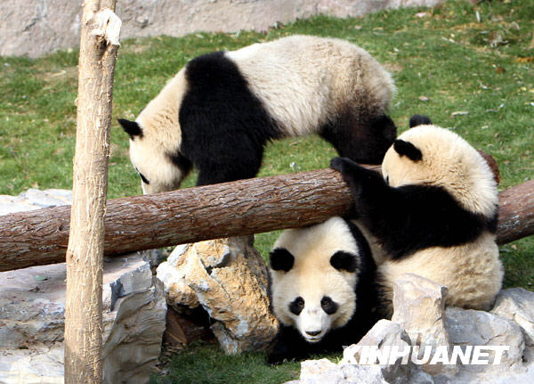 Des pandas s'amusent dans la zone d'exposition extérieure.