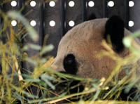 Les pandas géants Taishan et Meilan rentrent dans la province du Sichuan