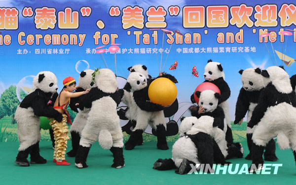 À l'occasion de la cérémonie d'accueil des pandas géants, des enfants se déguisent en pandas pour accueillir le retour de Taishan et de Meilan.