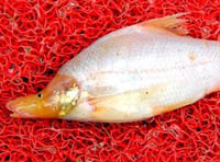 Découverte d'une nouvelle espèce de poisson dans le Guangxi