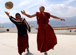 Des lamas jouant au basketball