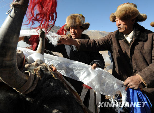 Le 16 mars, des agriculteurs du bourg Ma dans le district de Dulung Deqing au Tibet décorent leurs bœufs pour participer à la cérémonie du labour printanier.