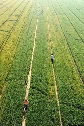 Le 24 mai, dans la province du Henan (centre de la Chine), des agriculteurs travaillent dans les champs de blé.