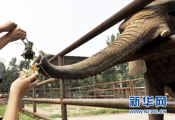 Le 14 juin, au zoo de Jinan dans la province du Shandong (est de la Chine), des touristes nourrissent, avec un employé du zoo, un éléphant africain avec un zongzi, un gâteau triangulaire de riz ou de millet glutineux, enveloppé de feuilles de roseau ou d'autres plantes. Ce met est une spécialité de la fête chinoise des Bateaux-Dragons qui tombe cette année le 16 juin.