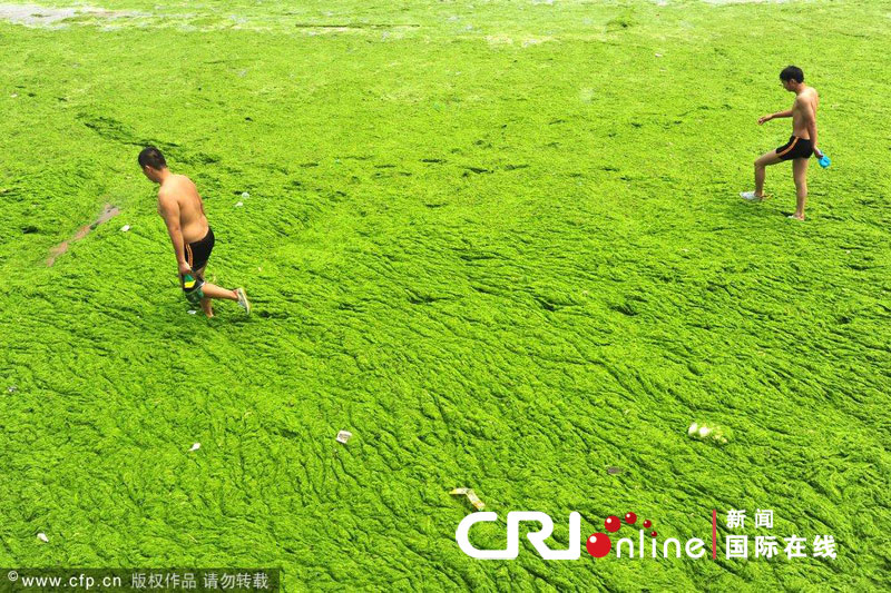 Nettoyage des algues vertes sur la côte est de la Chine 1