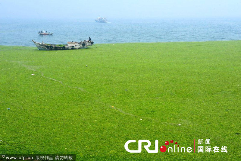 Nettoyage des algues vertes sur la côte est de la Chine 2