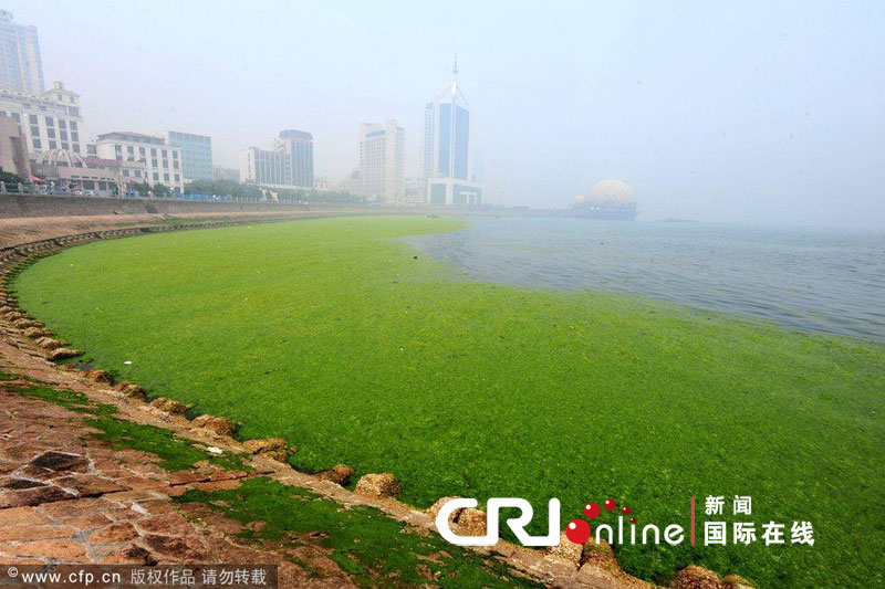 Nettoyage des algues vertes sur la côte est de la Chine 3