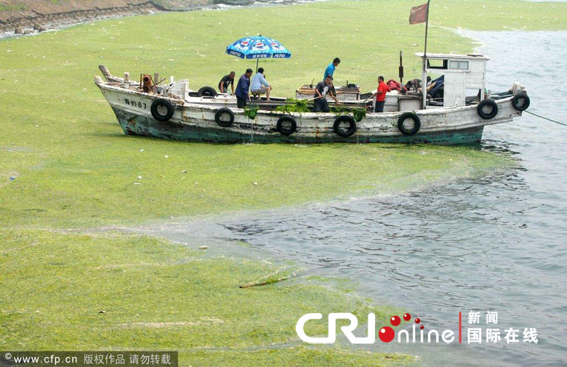 Nettoyage des algues vertes sur la côte est de la Chine 4