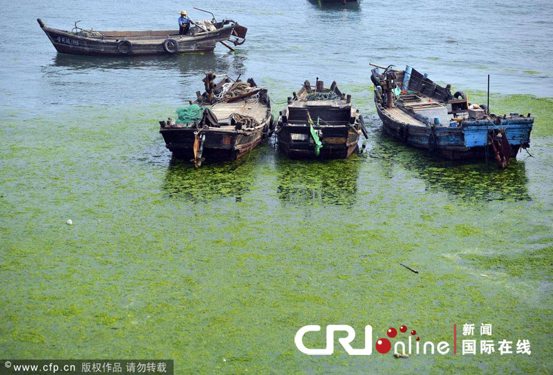 Nettoyage des algues vertes sur la côte est de la Chine 5