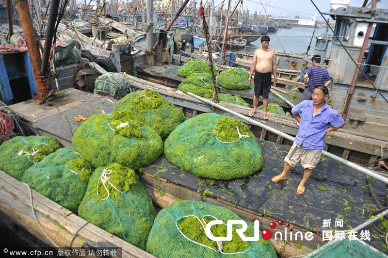 Nettoyage des algues vertes sur la côte est de la Chine 7