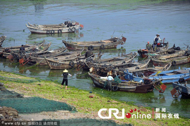 Nettoyage des algues vertes sur la côte est de la Chine 10