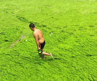 Nettoyage des algues vertes sur la côte est de la Chine