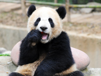 Shanghai : rencontre avec les pandas géants de l'Expo universelle