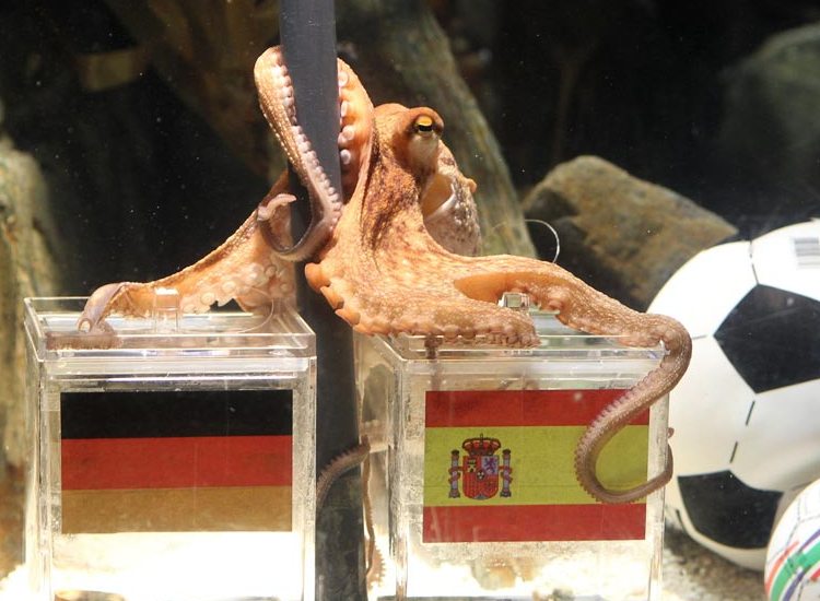 Coupe du Monde 2010 : les prévisions du poulpe Paul inquiètent les supporters allemands