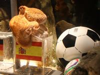 Victoire de l'Espagne : Paul le poulpe a encore vu juste