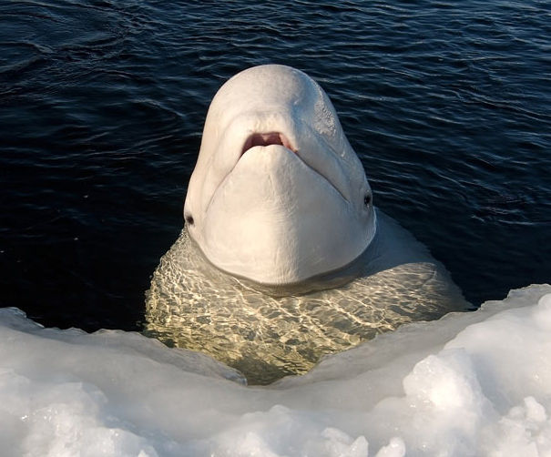 danse avec les baleines blanches