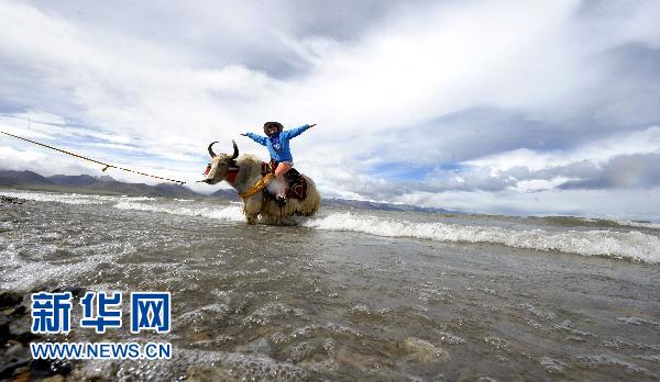 Le 27 juillet à Namtso, un touriste pékinois se fait prendre en photo sur un yack.