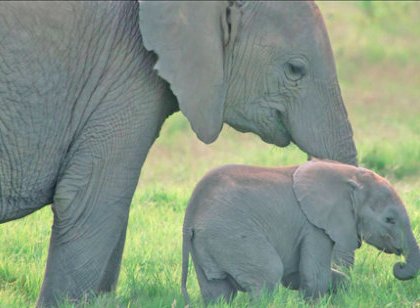 Photos : l'amour maternel chez les animaux