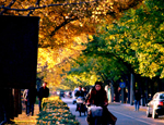 Beijing en automne