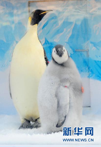 Le premier pingouin empereur né en captivité en Chine rencontre le public 3