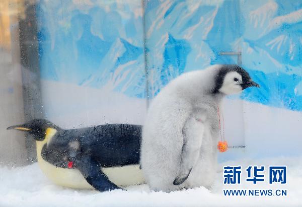 Le premier pingouin empereur né en captivité en Chine rencontre le public 4