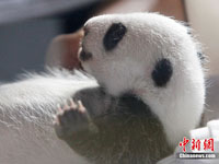 Les habitants de Chengdu vont proposer des noms pour les pandas géants jumeaux nés en Espagne
