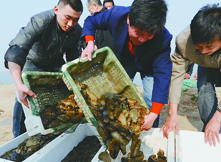 Dongying : récolte des holothuries