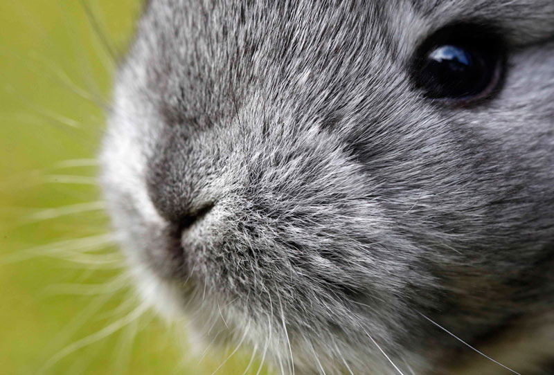 Les photos de l'année 2010 du Boston Globe(7)