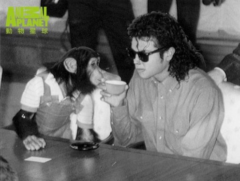 Bubbles le chimpanzé chéri de Michael Jackson(2)