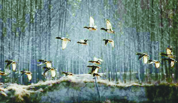 Les meilleurs clichés du concours de photographe aviaire du delta du fleuve Jaune(1)