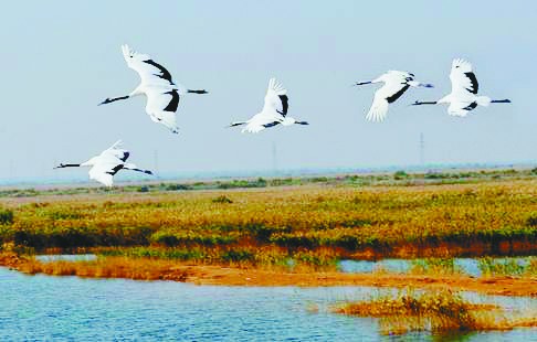 Les meilleurs clichés du concours de photographe aviaire du delta du fleuve Jaune(2)