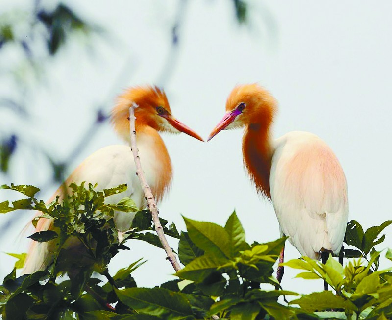 Les meilleurs clichés du concours de photographe aviaire du delta du fleuve Jaune(3)