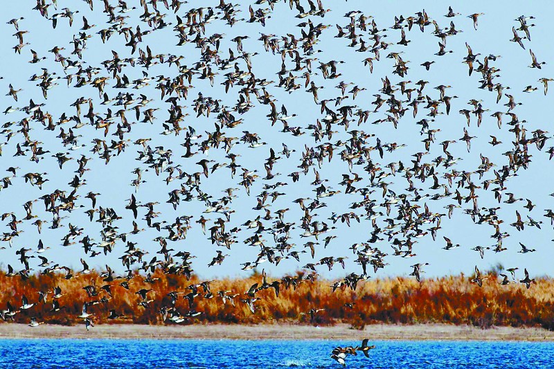 Les meilleurs clichés du concours de photographe aviaire du delta du fleuve Jaune(4)