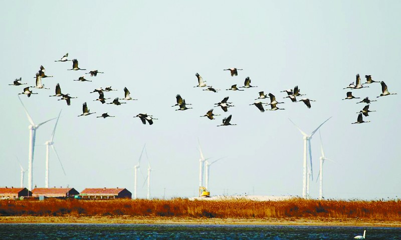 Les meilleurs clichés du concours de photographe aviaire du delta du fleuve Jaune(6)