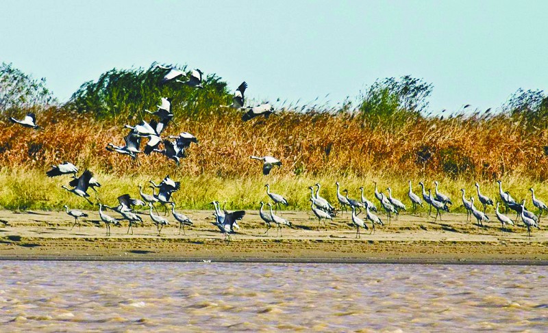 Les meilleurs clichés du concours de photographe aviaire du delta du fleuve Jaune(8)