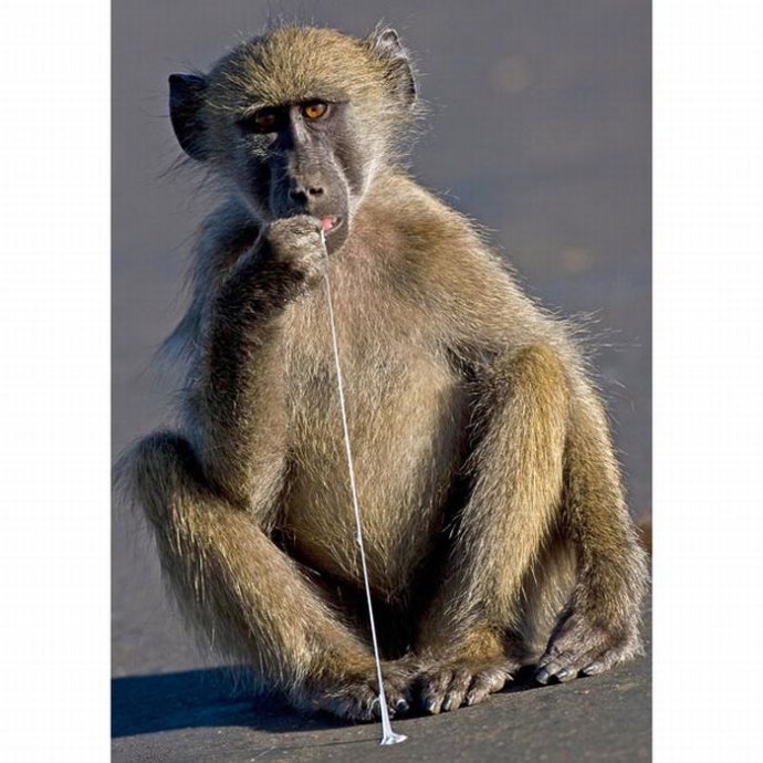 Drôles de photos d&apos;animaux 25