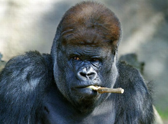 Drôles de photos d&apos;animaux 4