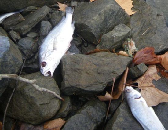 Au moins 83 000 poissons morts ou mourants se sont échoués sur les rives du fleuve de l'Arkansas.