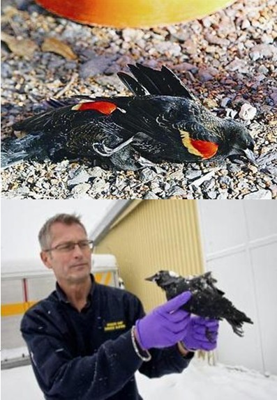 Morts mystérieuses d&apos;oiseaux aux États-Unis et en Suède