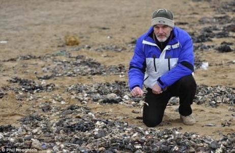 Sur l&apos;île de Thanet au Royaume Uni, 40 000 crabes ont été entraînés sur le littoral.
