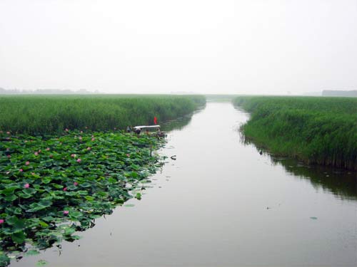 Le lac Baiyangdian