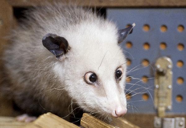 Allemagne : Heidi, l'opossum qui louche, ferait presque oublier Paul le poulpe(2)