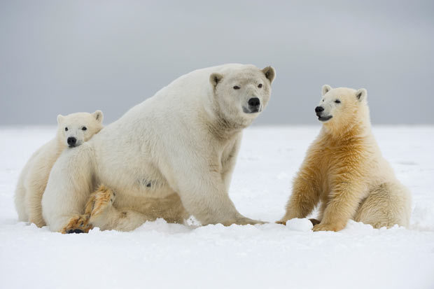 Guérison miracle pour un ours polaire blessé(1)